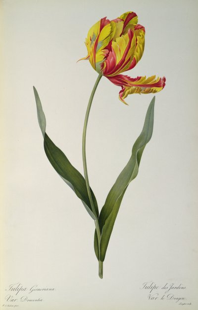 Tulipa gesneriana dracontia, de 